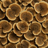 dried turkey tail dried turkeys tail