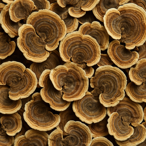 dried turkey tail dried turkeys tail