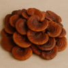 reishi fruit dried reishi fruit