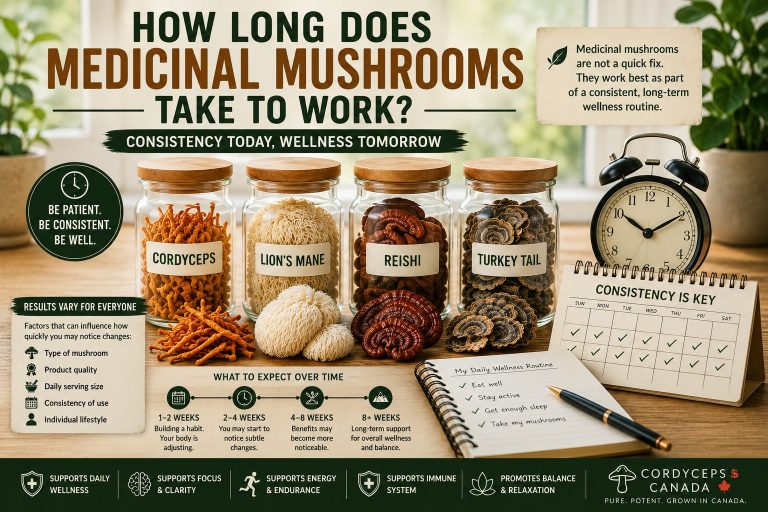Dried Cordyceps, Lion's Mane, Reishi, and Turkey Tail mushrooms representing consistency in a daily wellness routine.