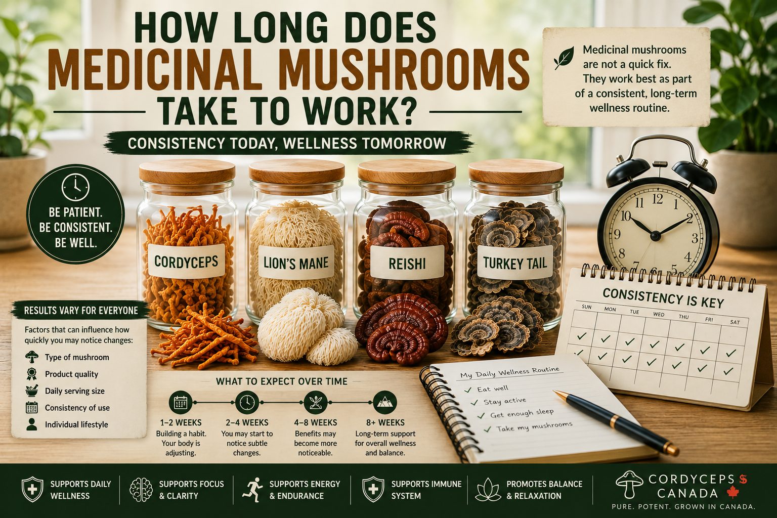 Dried Cordyceps, Lion's Mane, Reishi, and Turkey Tail mushrooms representing consistency in a daily wellness routine.